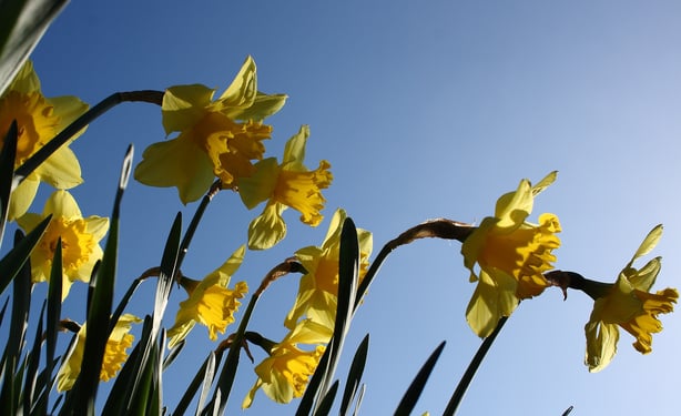 Blog18_Pixaby_daffodil.jpg