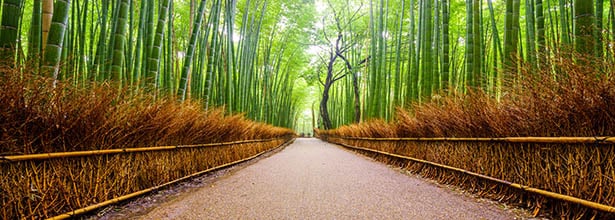 PTFL_image_bamboo_forest_edit