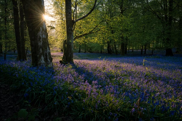 bluebells-spring